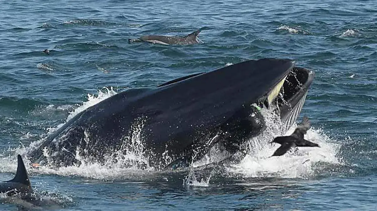 ballena-buzo