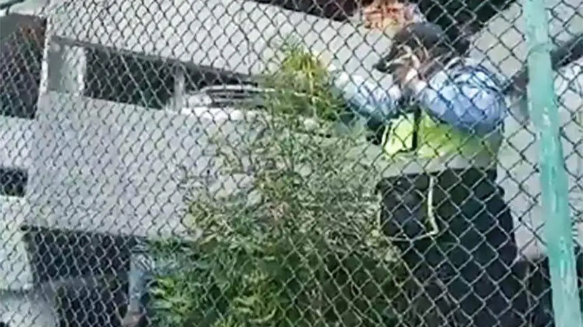 planta-marihuana-aicm