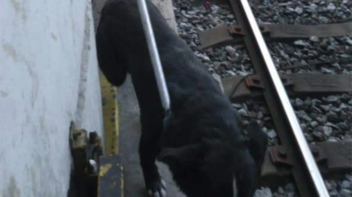 perro-metro