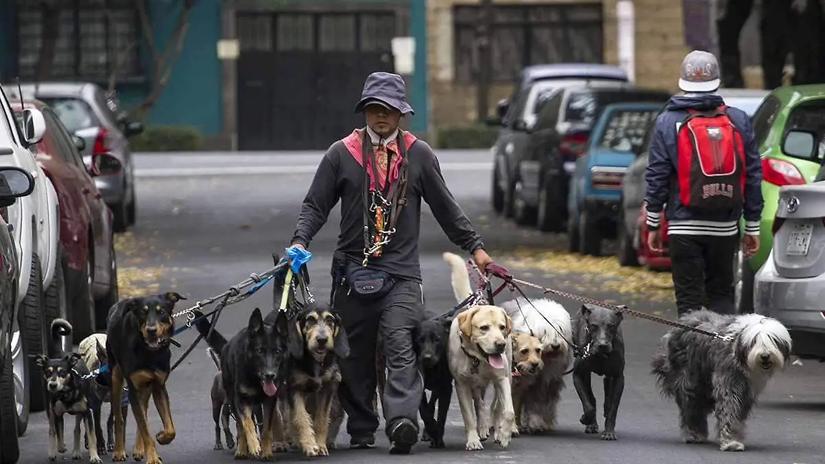 paseador de perros