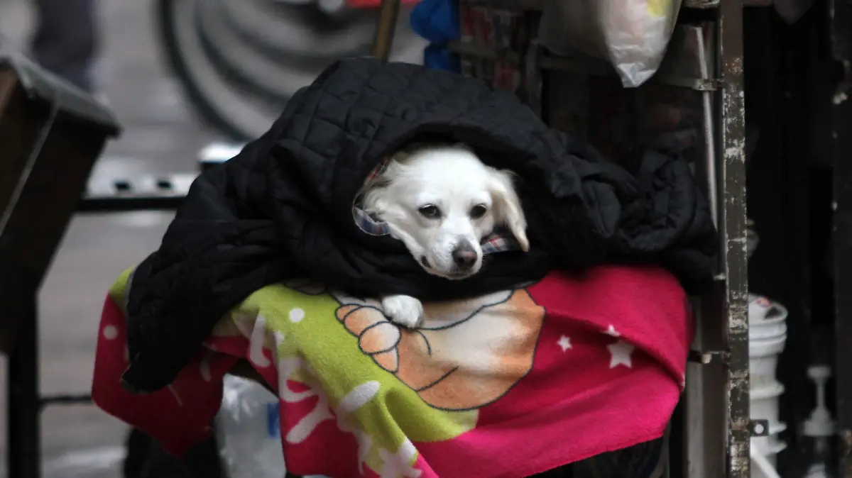 Perro en época de frío