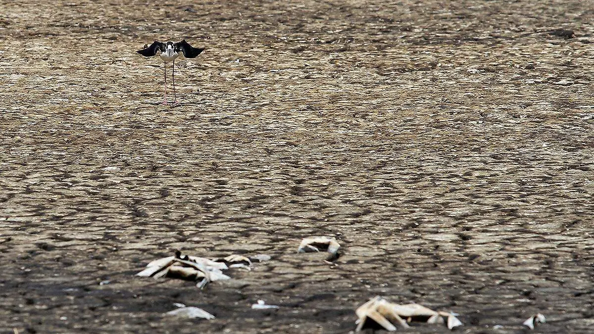 Sequía en México3