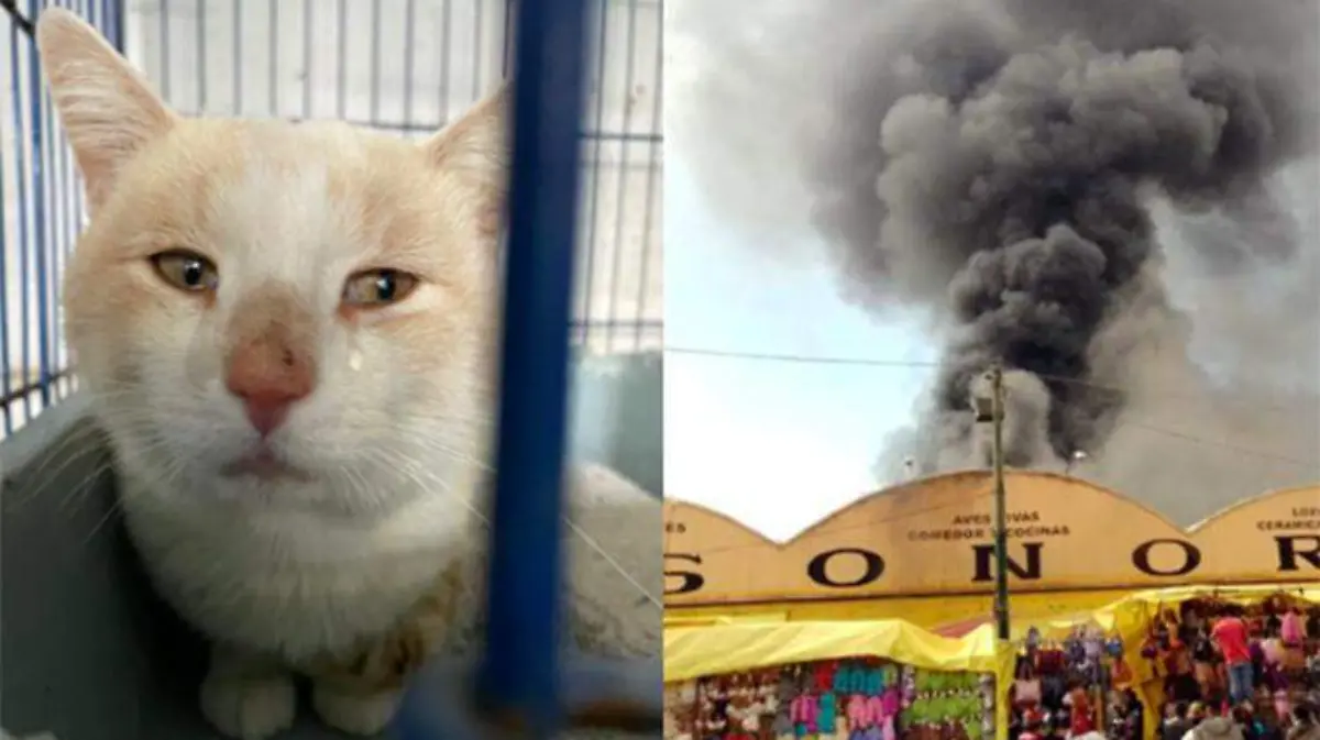 gatito mercado sonora