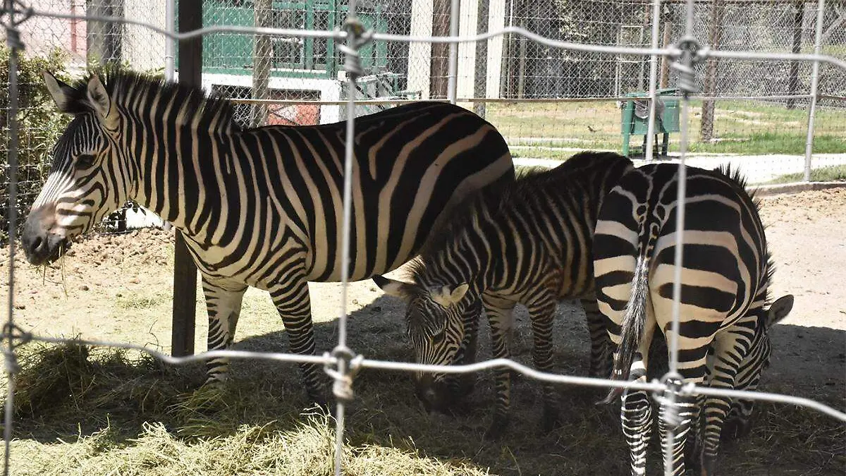 Zoo Irapuato1