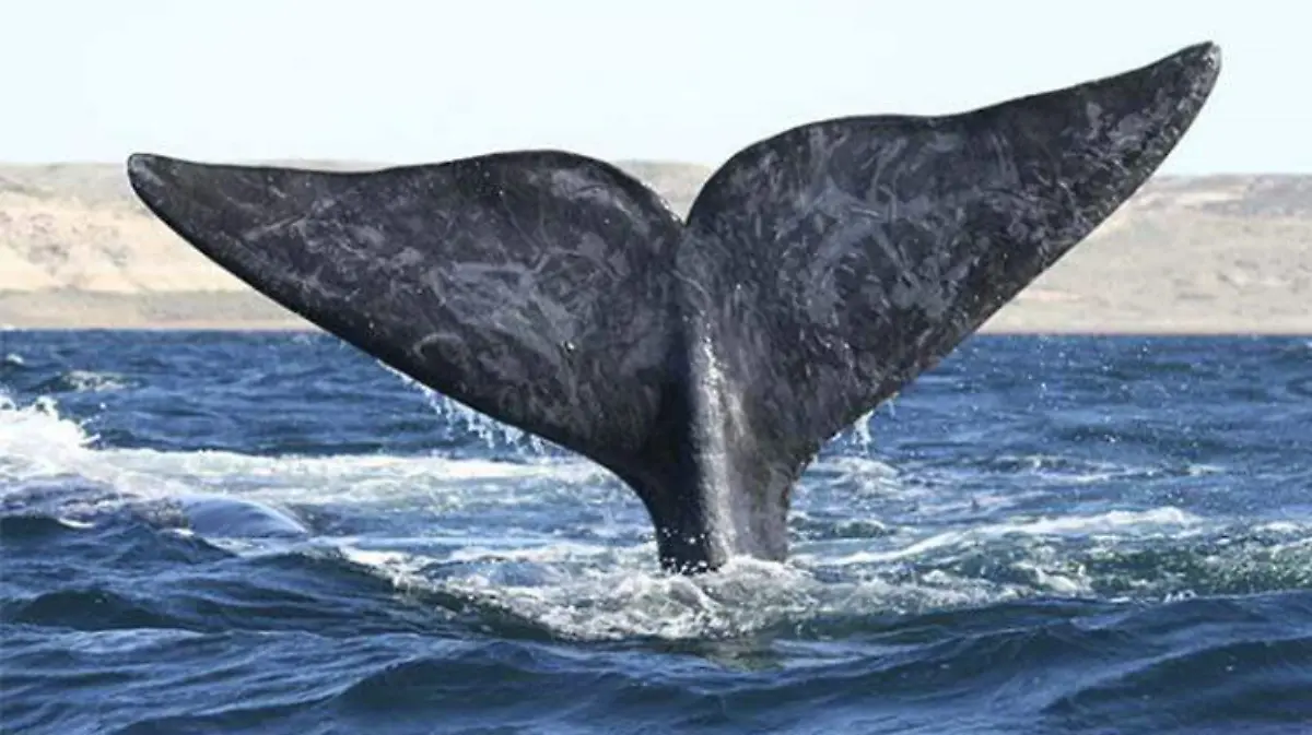 ballenas en el golfo