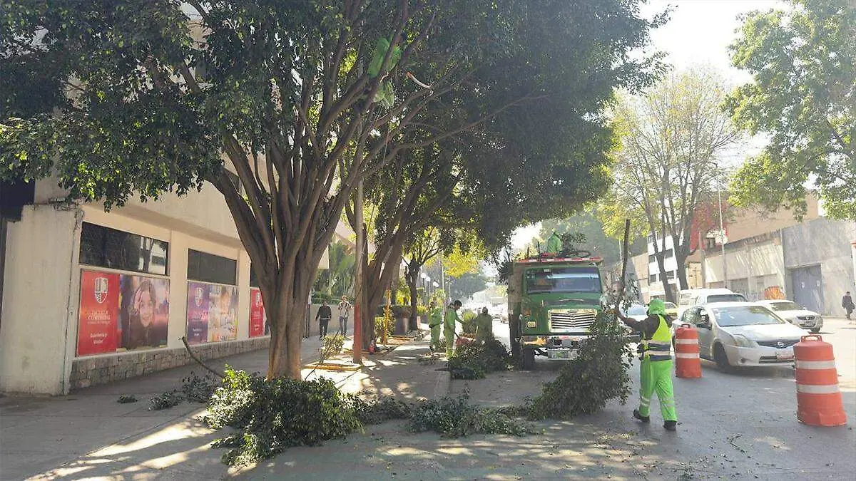 CFE-TALA DE ARBOLES-cortesia sobse