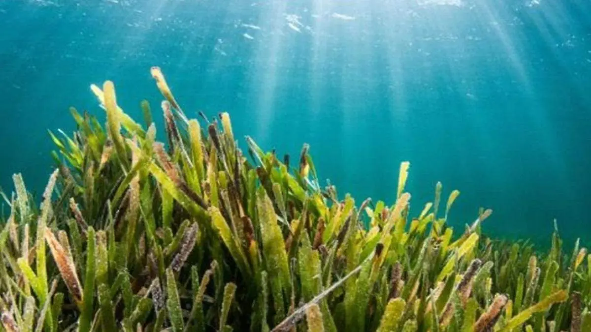 Mascarene Plateau Seagrass.