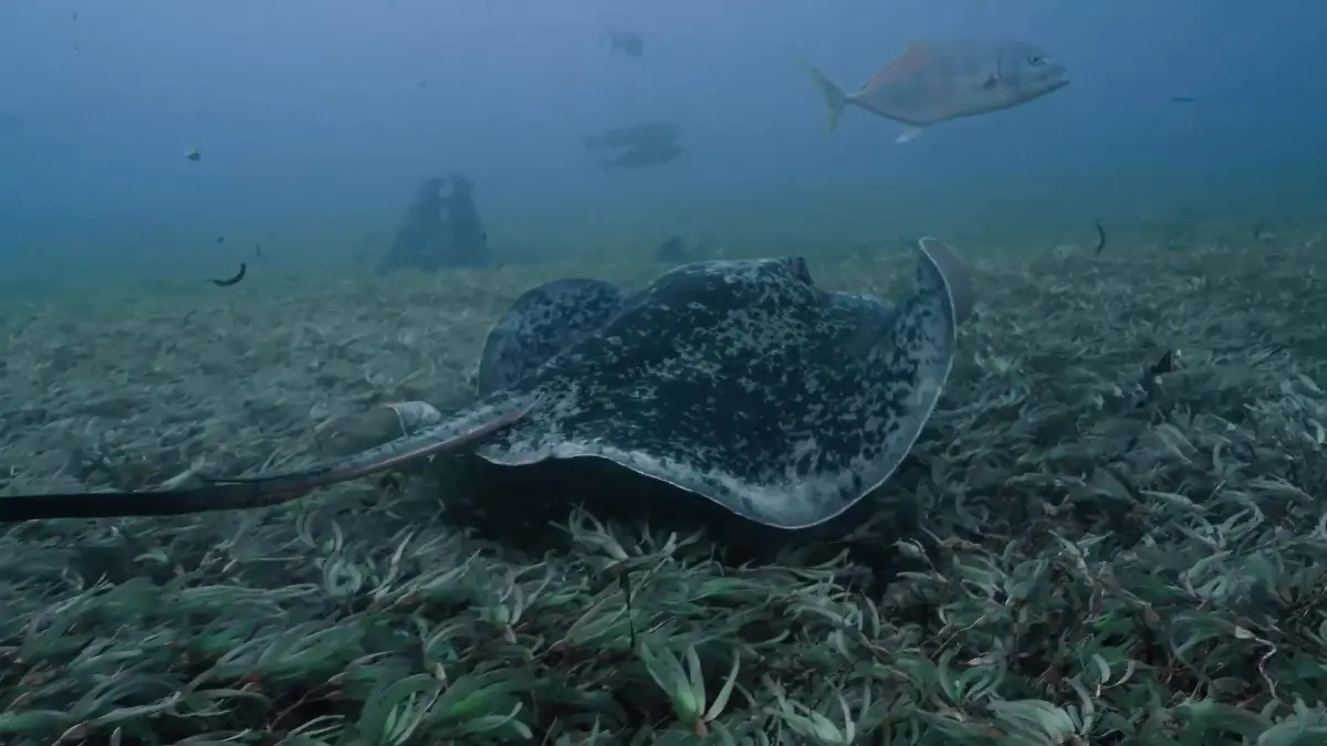 In the heart of the Indian Ocean atolls. Aboard a scientific expedition 7_102025-2x