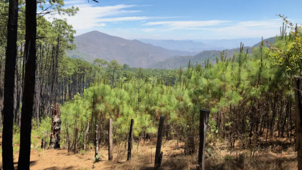bosque pino