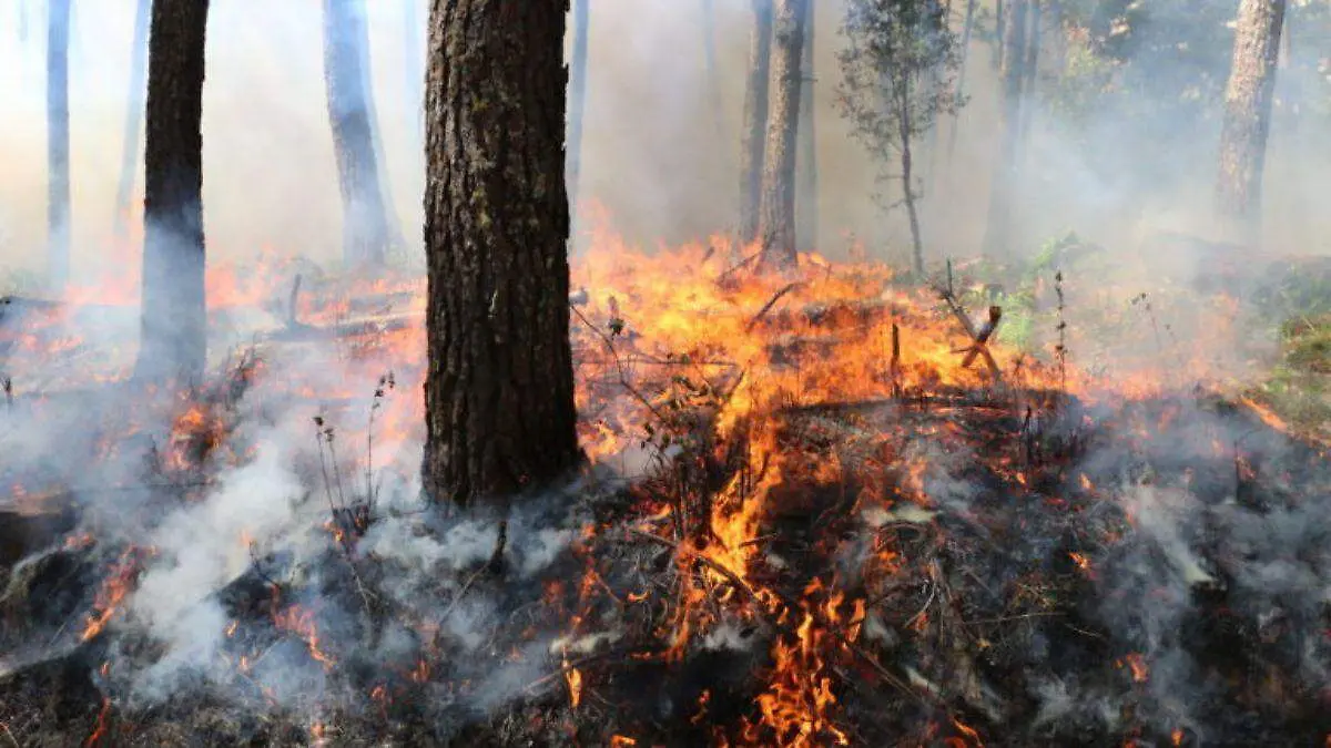 Propagación del fuego en una quema prescrita en el ejido Ahuacapán (RBSM). Se trata de quemas controladas por los expertos. Foto: cortesía Enrique Jardel