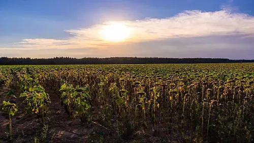 sunflowers-7385675