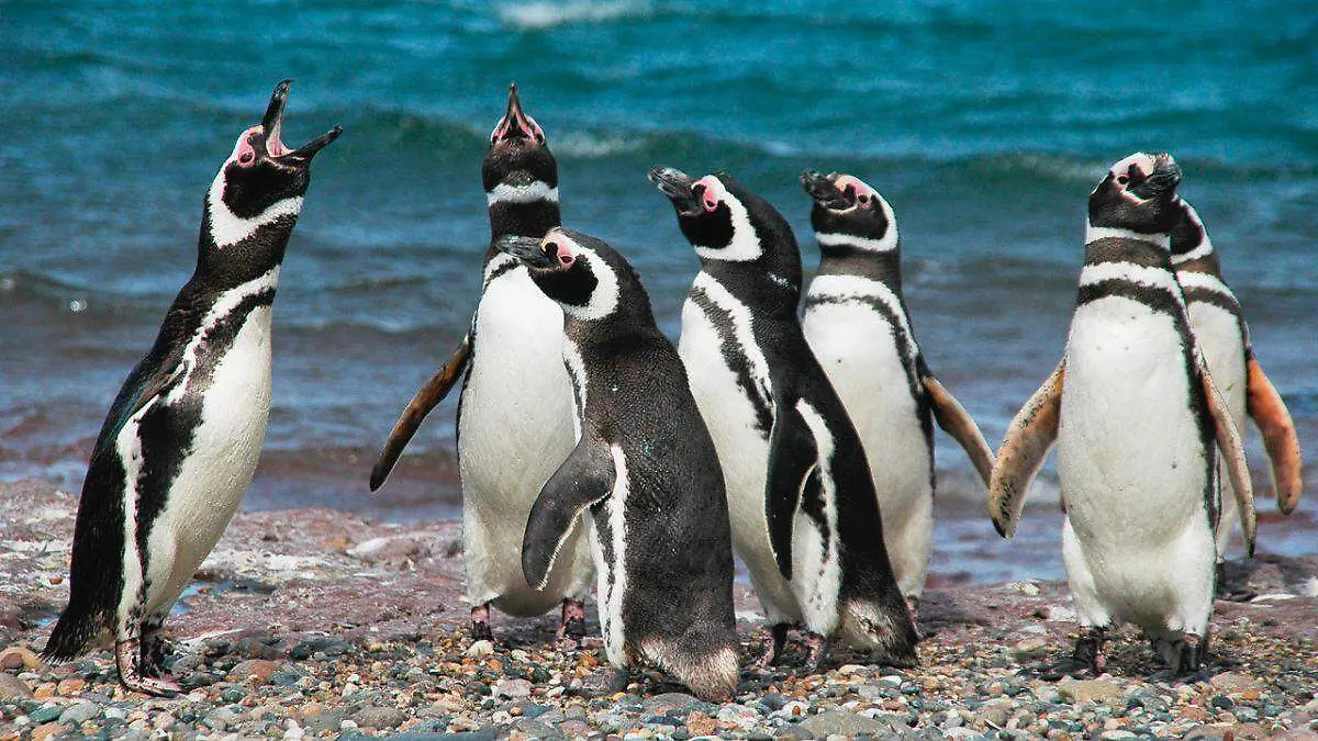 Día Mundial de los Pingüinos tres proyectos para salvarlos (1)