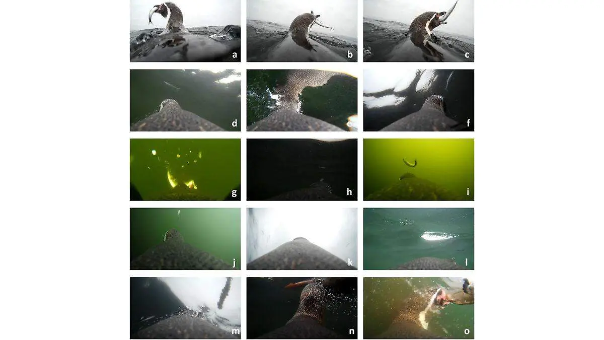 Día Mundial de los Pingüinos tres proyectos para salvarlos (2)