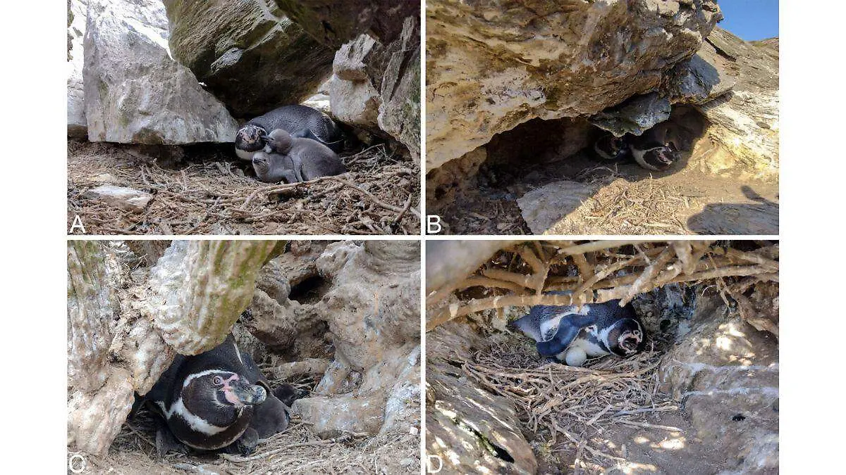 Día Mundial de los Pingüinos tres proyectos para salvarlos (3)