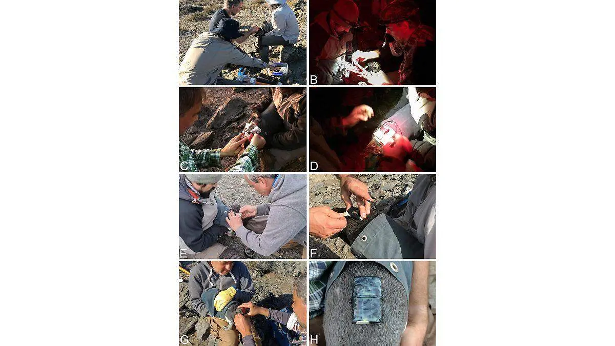 Día Mundial de los Pingüinos tres proyectos para salvarlos (4)