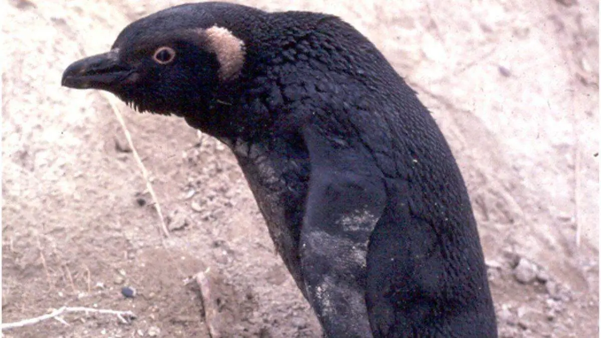 Día Mundial de los Pingüinos tres proyectos para salvarlos (6)