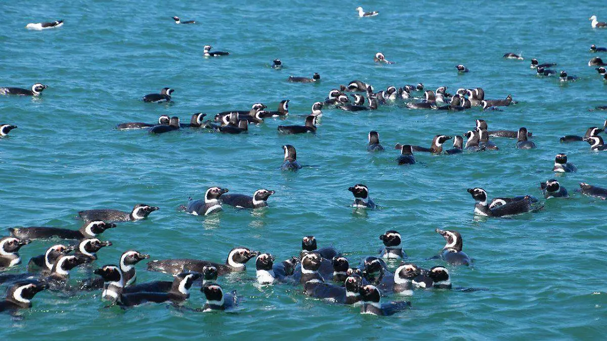 Día Mundial de los Pingüinos tres proyectos para salvarlos (7)