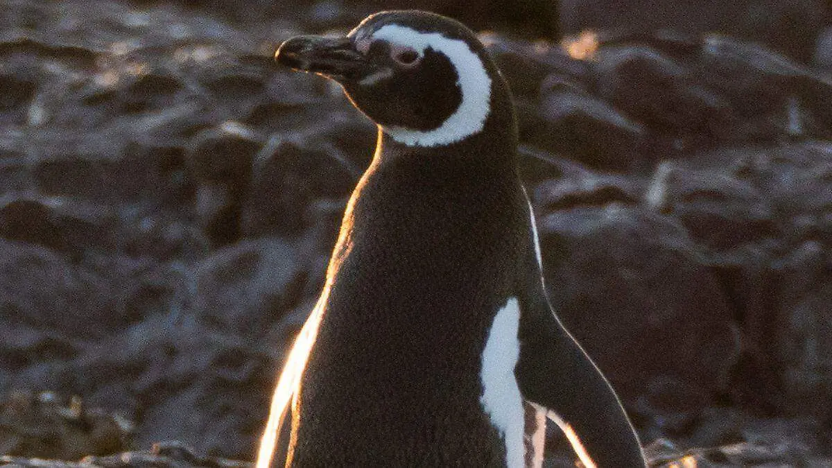 Día Mundial de los Pingüinos tres proyectos para salvarlos (9)