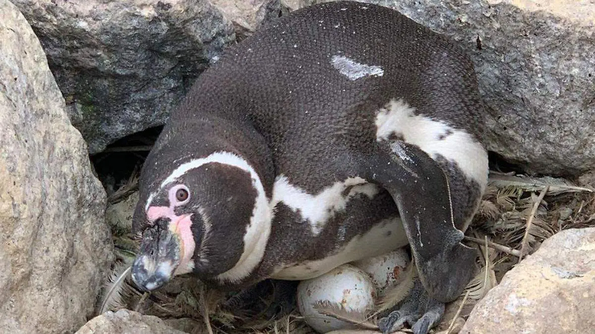 Día Mundial de los Pingüinos tres proyectos para salvarlos (10)