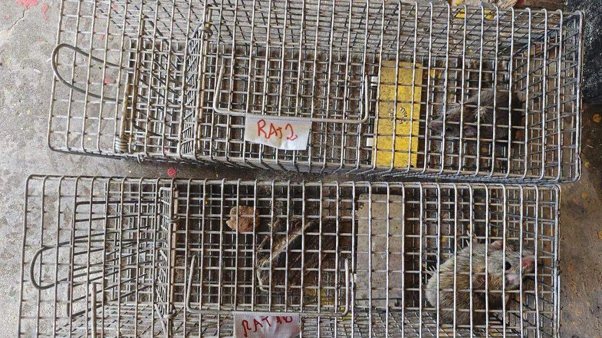 Día Mundial de los Pingüinos tres proyectos para salvarlos (11)