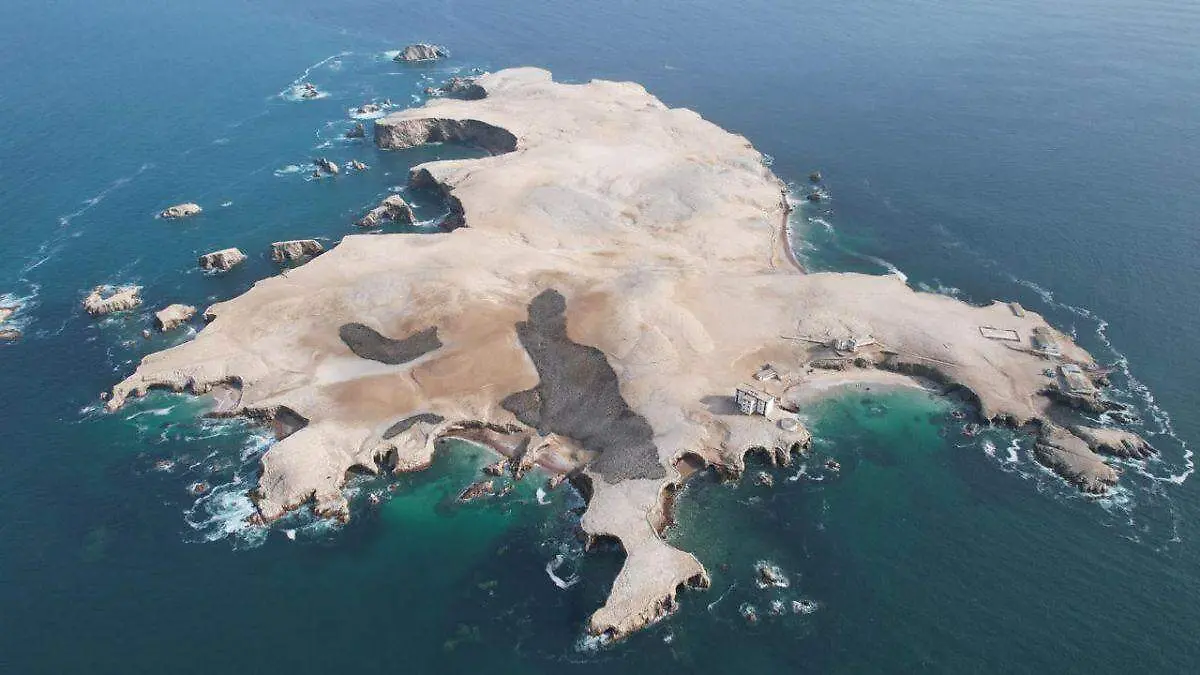 Día Mundial de los Pingüinos tres proyectos para salvarlos (12)