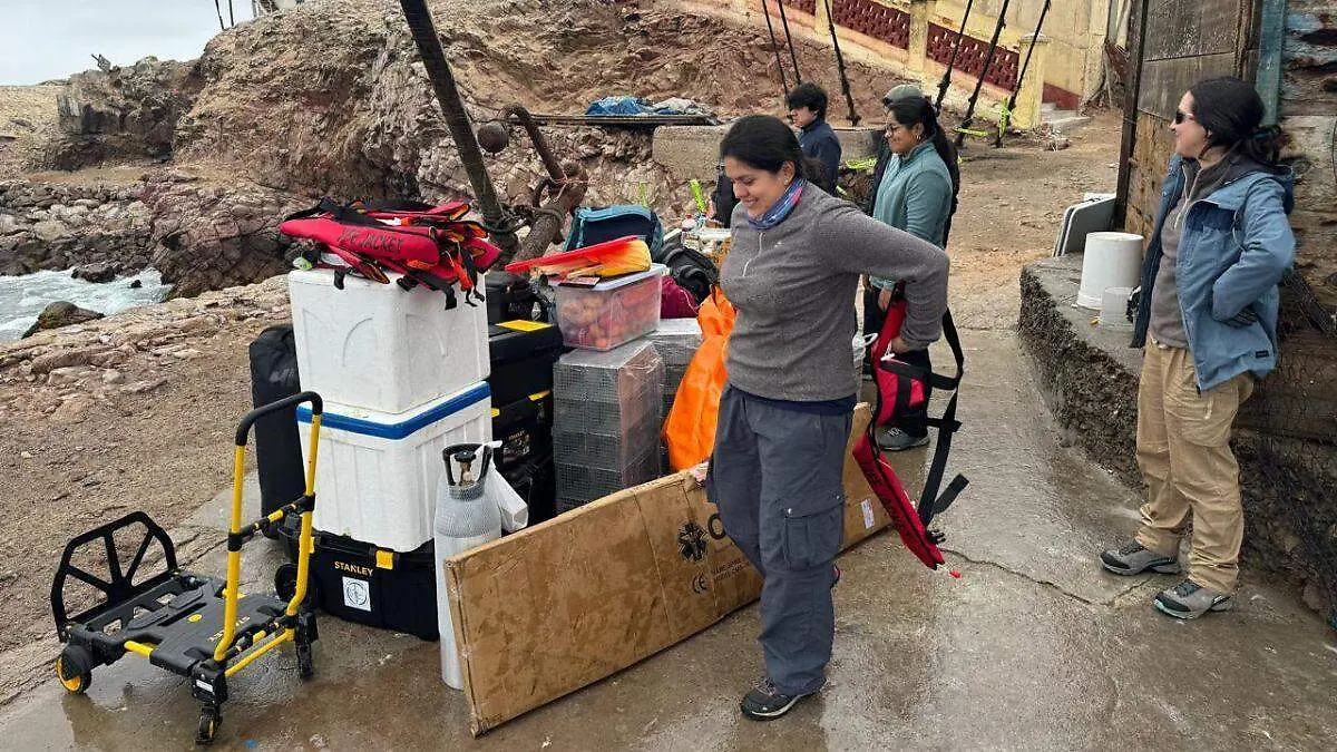 Día Mundial de los Pingüinos tres proyectos para salvarlos (13)