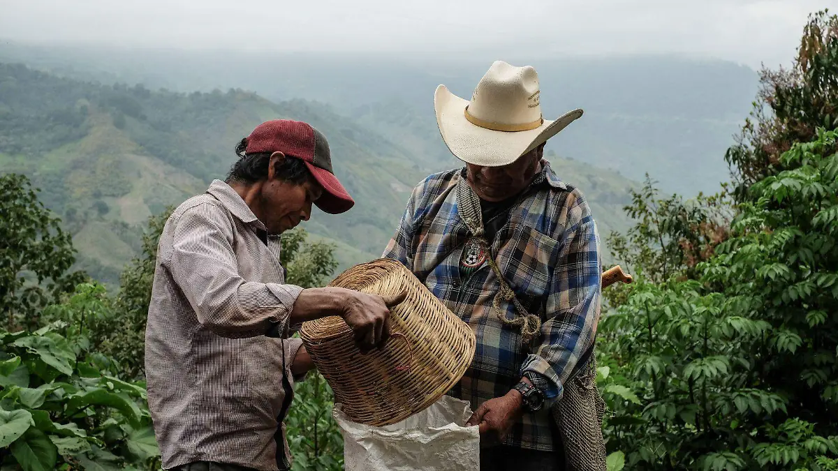 1025131_caficultores Majomut_web