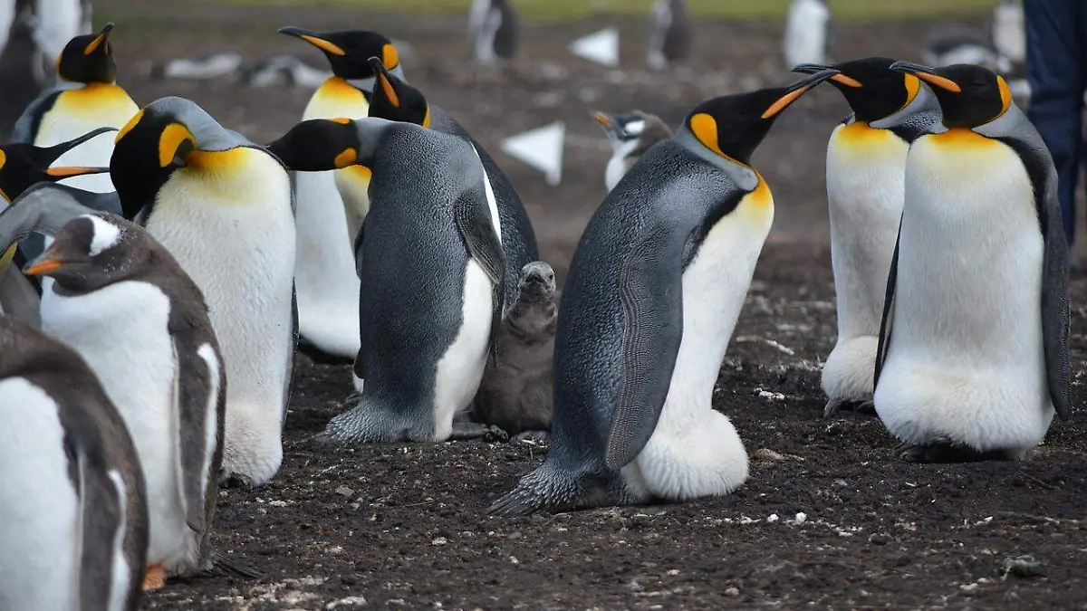 penguins-5414467_1280