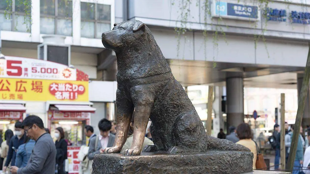Hachi 
