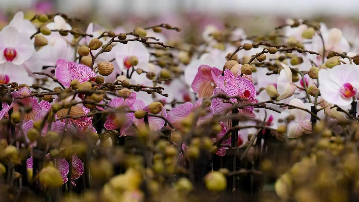 ORQUIDEAS (3)
