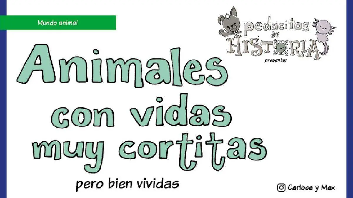 Pedacitos (15)