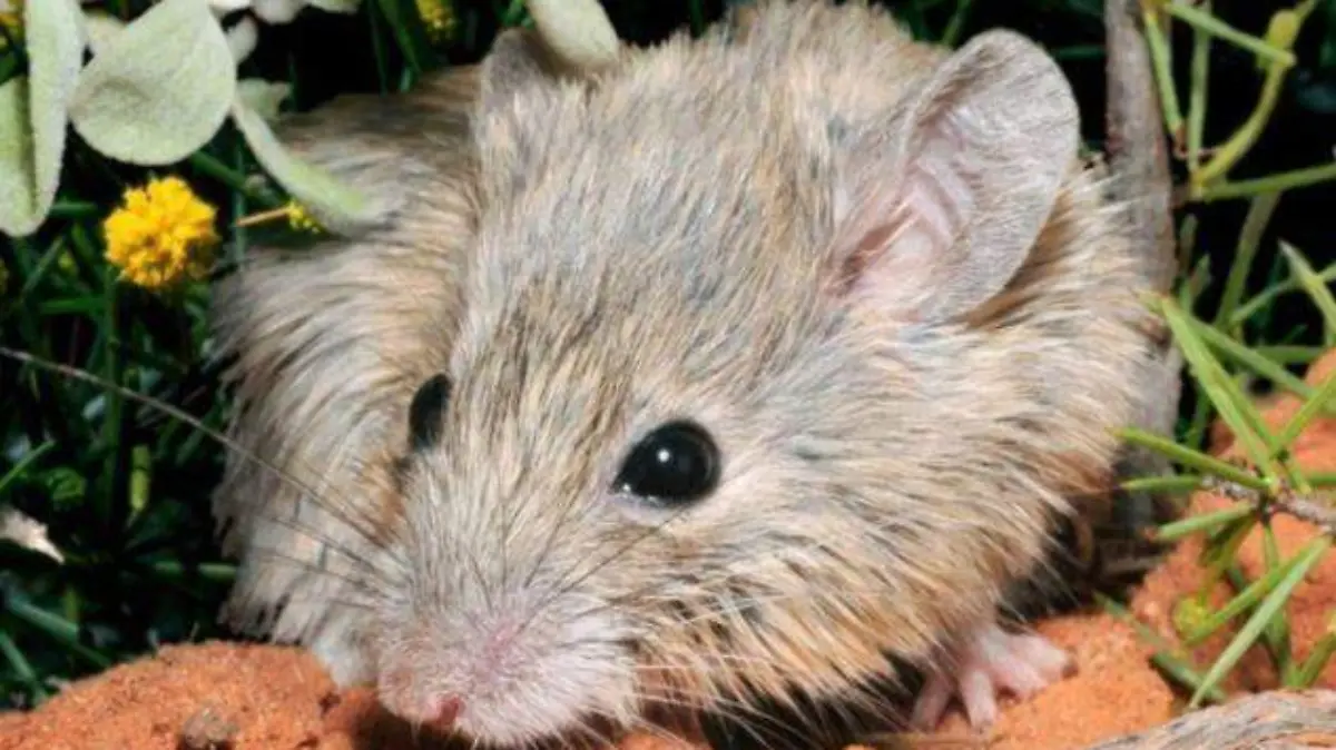 raton australiano