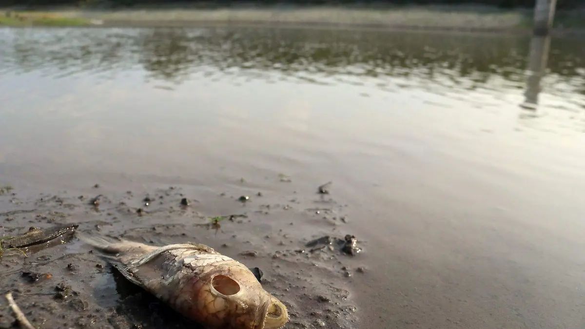crisis climatica en México 