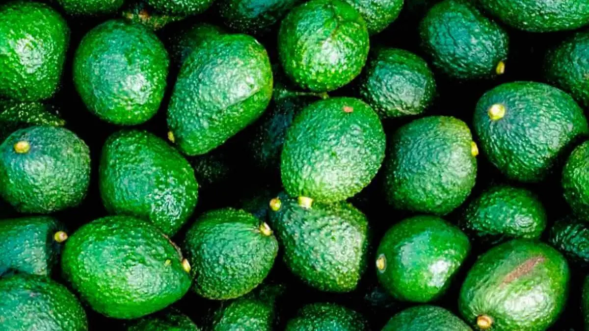 Costa-Rica-reabre-su-mercado-al-aguacate-mexicano