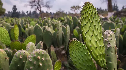 806242_Sader apoya a productores de nopales_web
