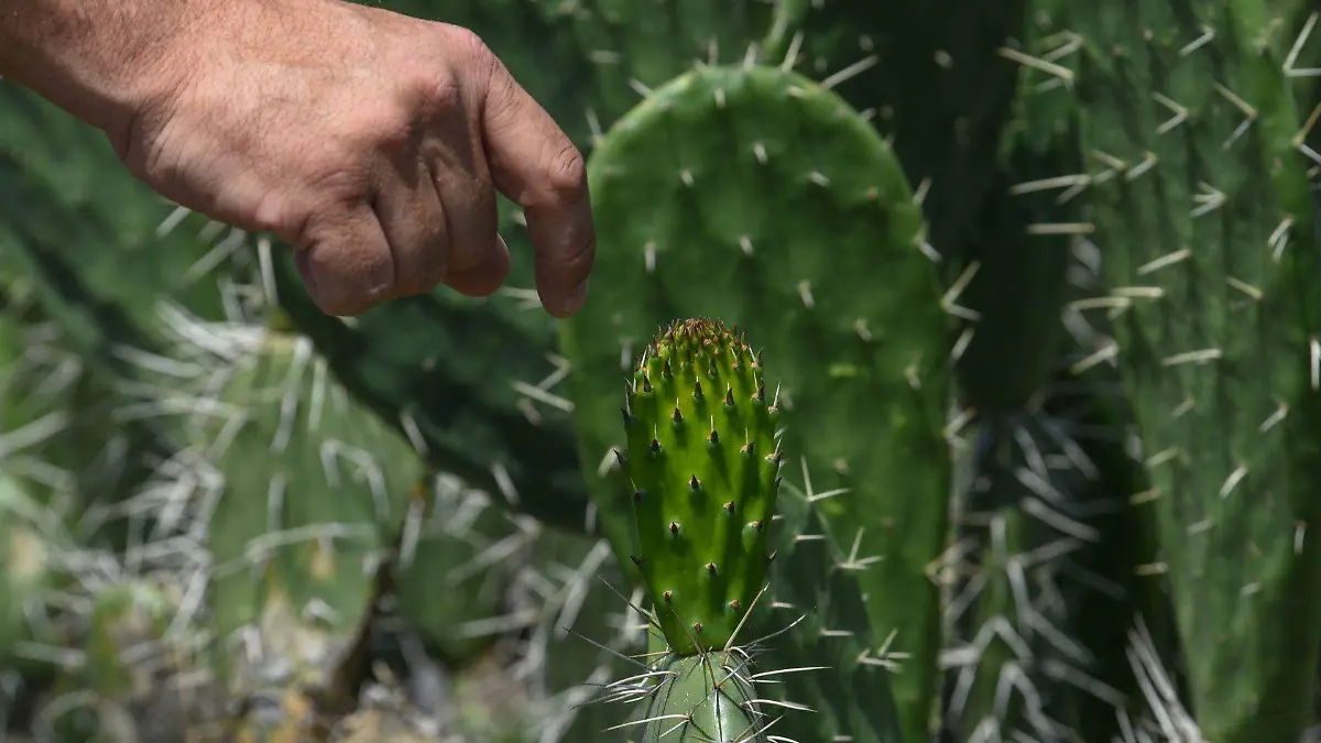Asiste a la Feria del Nopal y descubre su valor cultural 