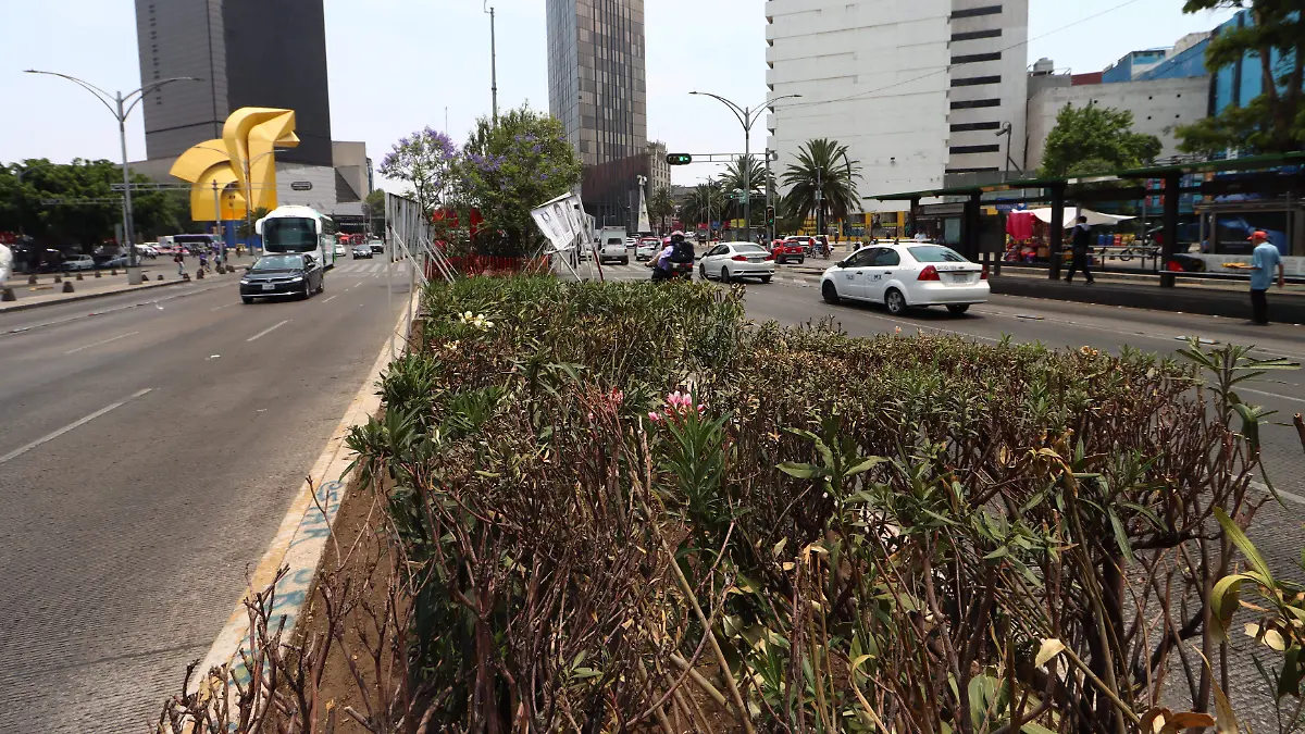 PLANTAS SECAS-DESCUIDO DE AREAS VERDES-laura lovera