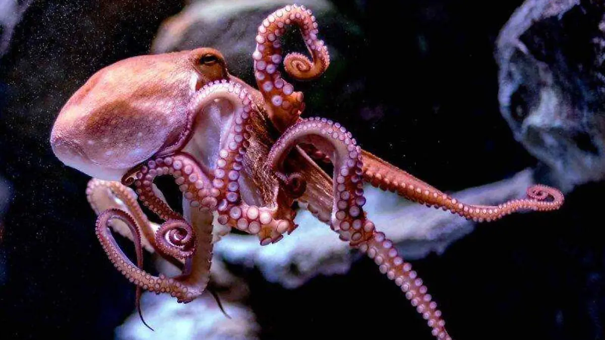 pulpo maya