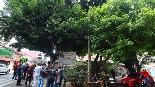 arbol