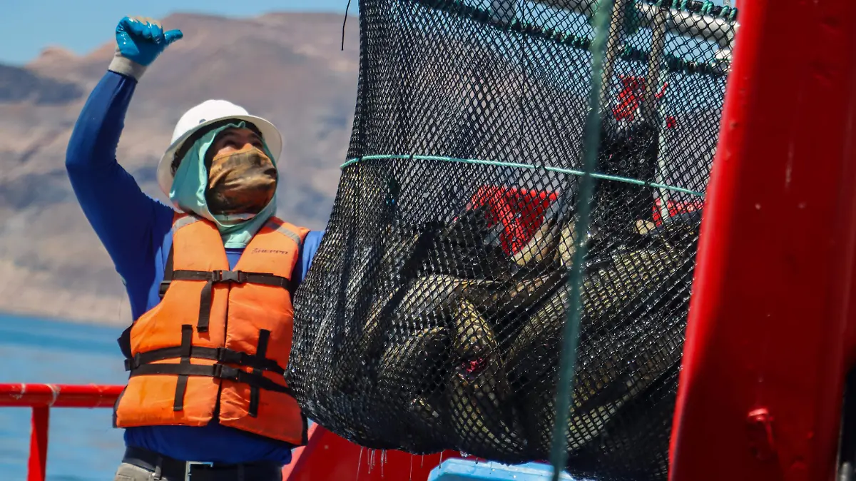 VIVEROS MARINOS SANTO MAR  DE TOTOABAS