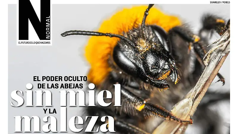 ABEJAS-SITIO1