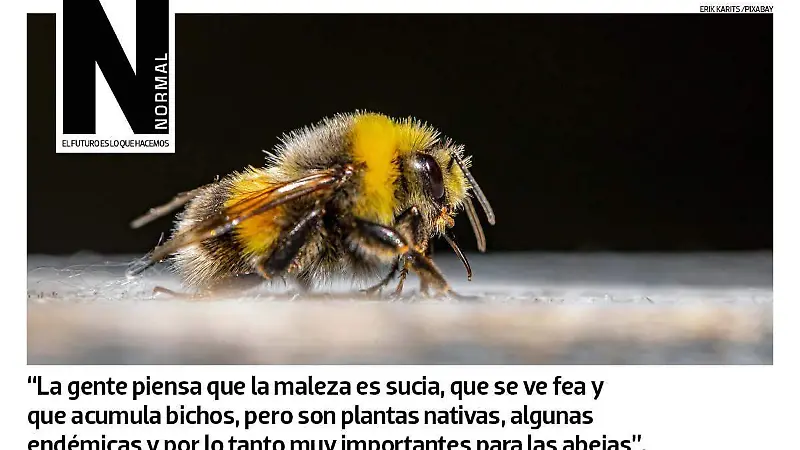 ABEJAS-SITIO3