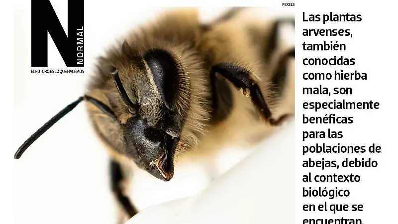 ABEJAS-SITIO4
