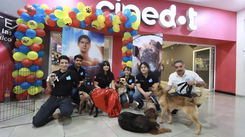 El trámite fue seguro y ágil para que los perros se integraran a su nueva casa