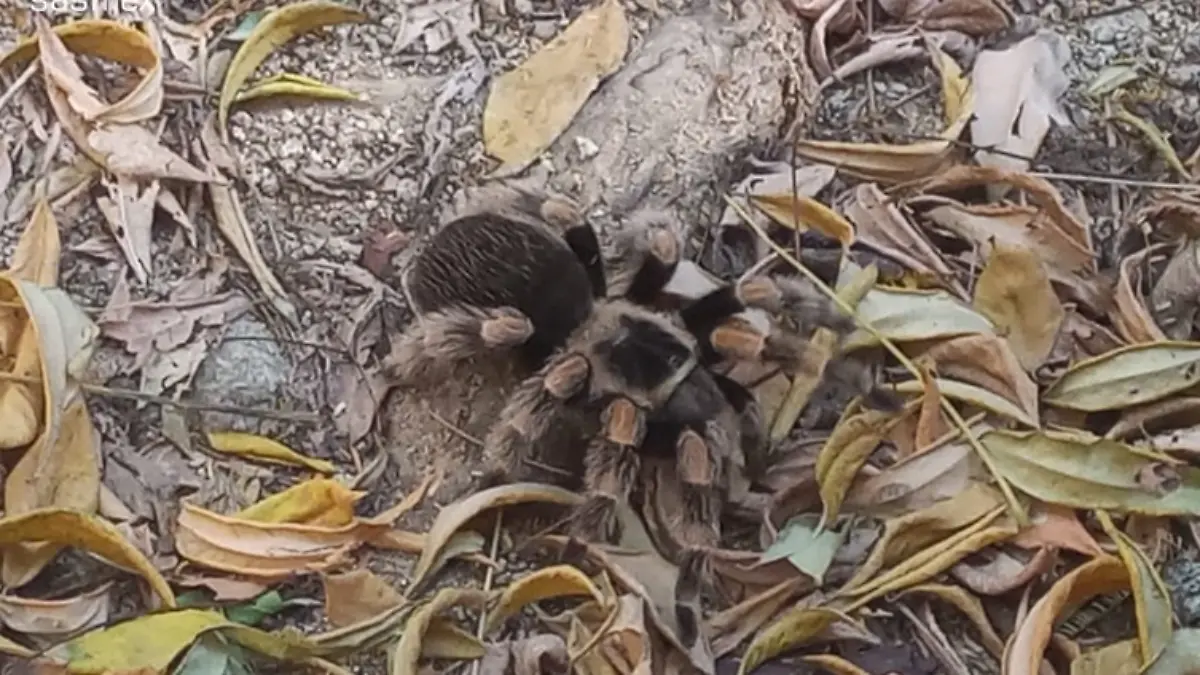 araña2