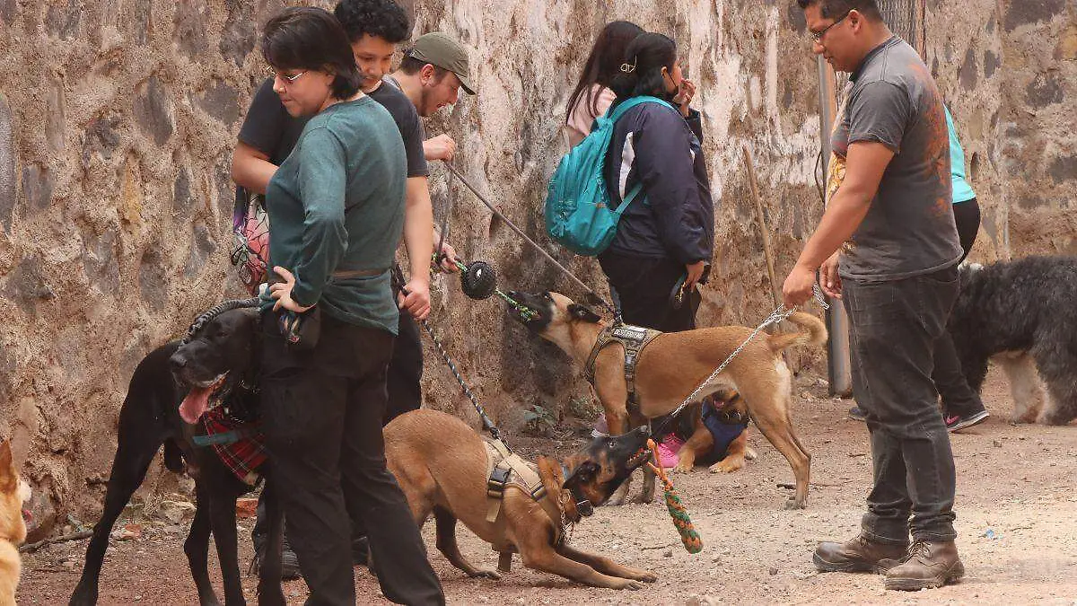 Perros-Entrenamiento