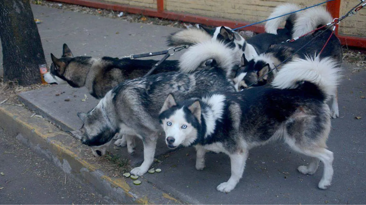 Perros-Huskys