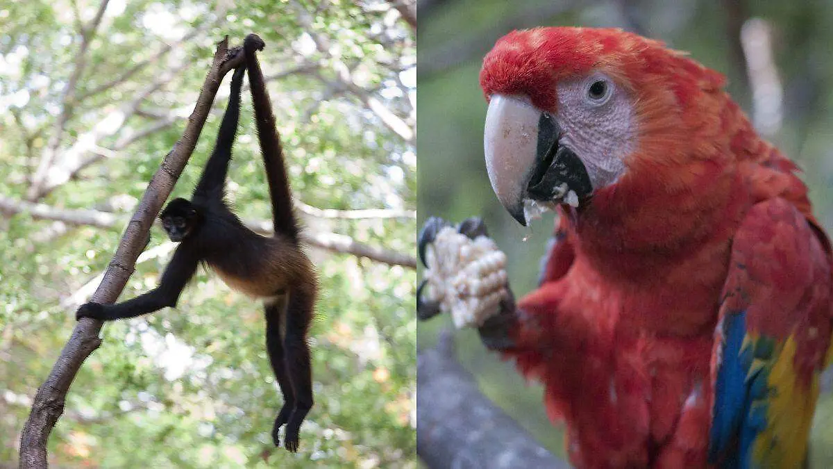 Fauna silvestre