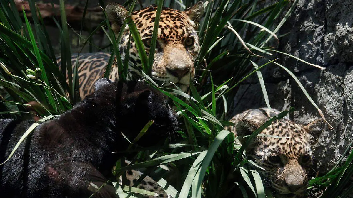Jaguares