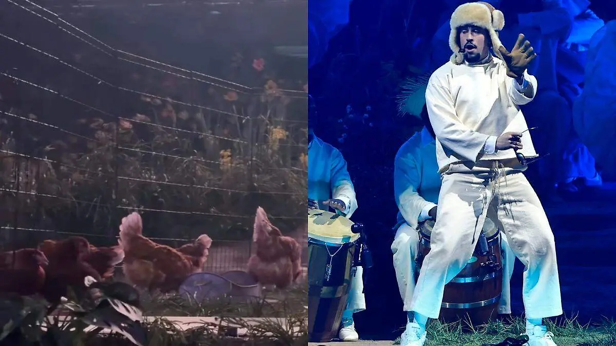 Gallinas Bad Bunny